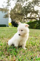 Pearl, a female Alaskan Malamute for sale in Casselberry, FL – Photo 3 of 5