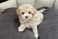 Tup, a male Maltipoo and Poodle - Toy  for sale in Palmdale, CA – 1 of 1