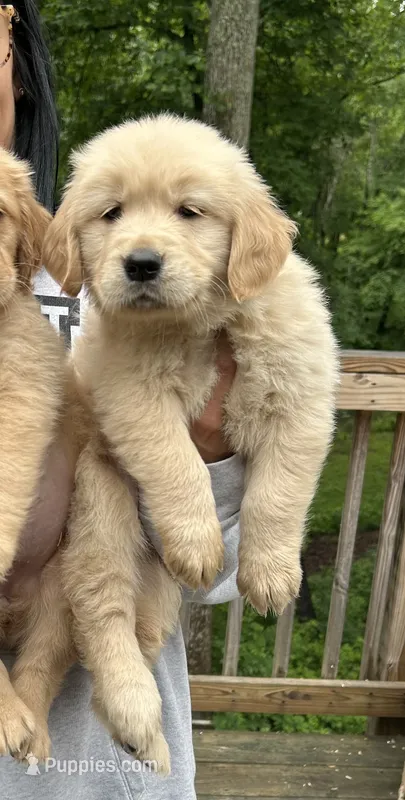 AKC Summer girl – Golden Retriever puppy for sale in Spotsylvania Courthouse, VA