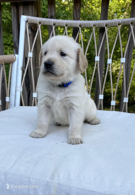 Virginia pups, just in time for summer, a male Golden Retriever for sale in Spotsylvania Courthouse, VA – Photo 1 of 1