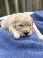 AKC Summer girl, a female Golden Retriever for sale in Spotsylvania Courthouse, VA – Photo 3 of 3