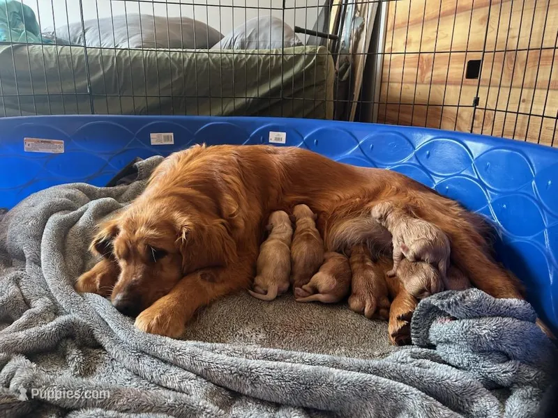 AKC Summer girl – Golden Retriever puppy for sale in Spotsylvania Courthouse, VA