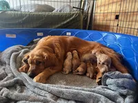 AKC Summer girl, a female Golden Retriever for sale in Spotsylvania Courthouse, VA – Photo 1 of 3