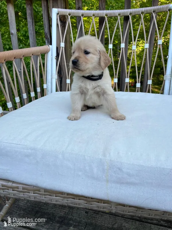 Golden boy-Black – Golden Retriever puppy for sale in Spotsylvania Courthouse, VA