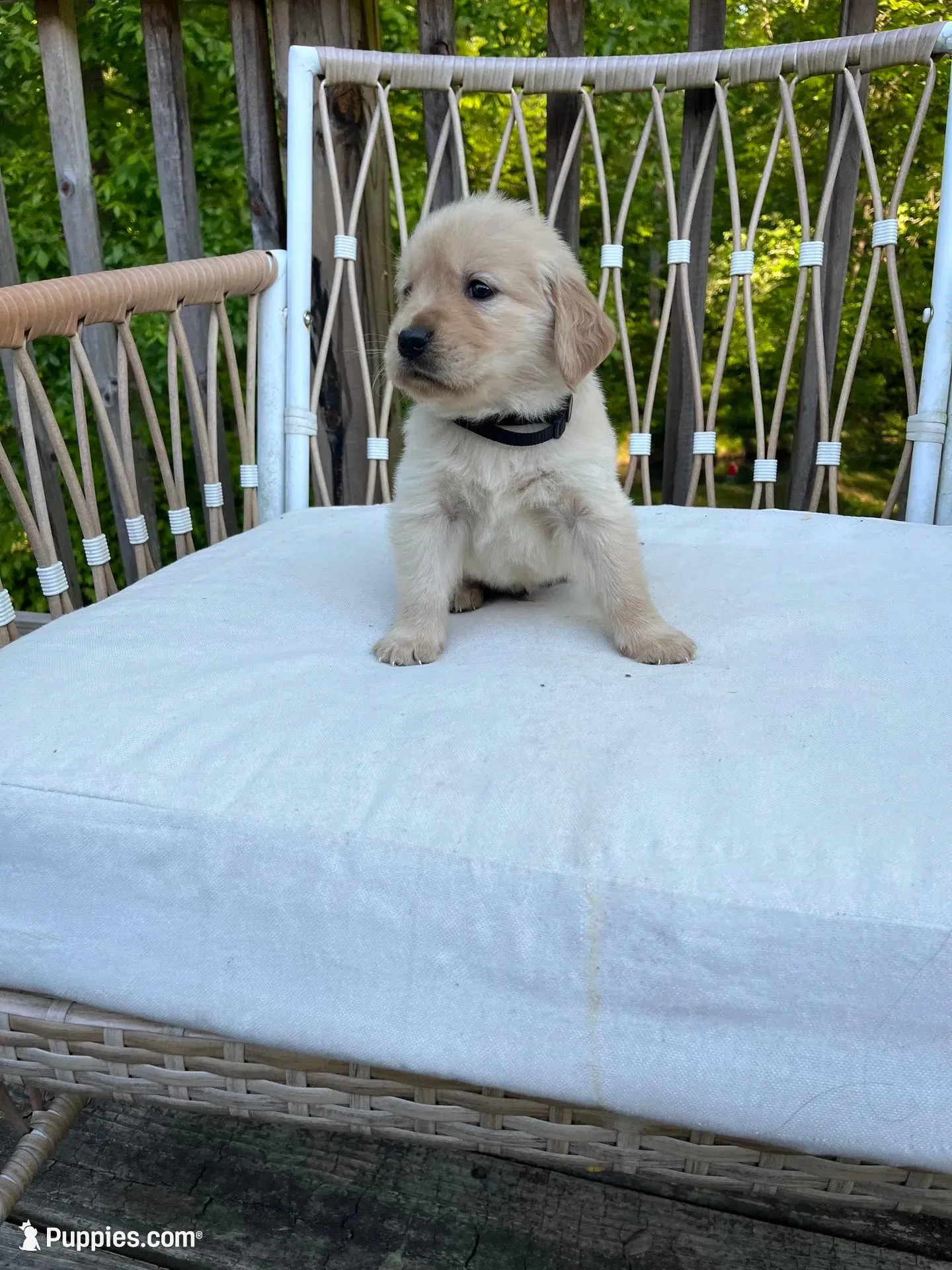 Photo of Golden boy-Black