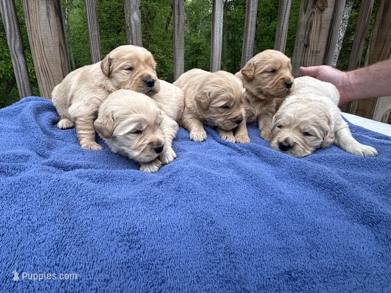 AKC Summer girl – Golden Retriever puppy for sale in Spotsylvania Courthouse, VA