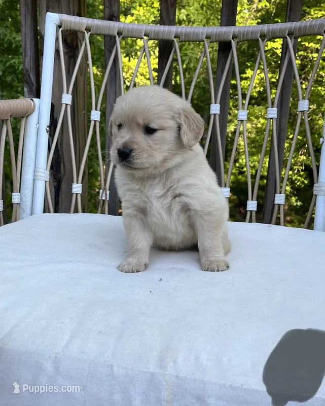 AKC Golden boy-gray – Golden Retriever puppy for sale in Spotsylvania Courthouse, VA