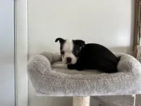 Katie, a female Boston Terrier for sale in Milan, MI – Photo 2 of 8