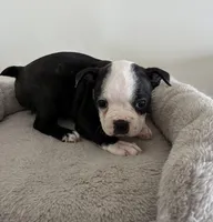 Katie, a female Boston Terrier for sale in Milan, MI – Photo 1 of 8