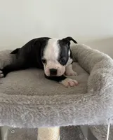 Katie, a female Boston Terrier for sale in Milan, MI – Photo 8 of 8