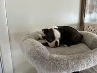 Katie, a female Boston Terrier for sale in Milan, MI – Photo 3 of 8