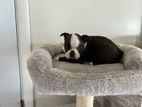 Katie, a female Boston Terrier for sale in Milan, MI – Photo 4 of 8