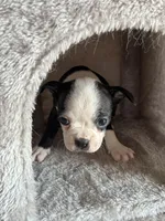 Chester, a male Boston Terrier for sale in Milan, MI – Photo 9 of 10