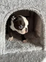 Chester, a male Boston Terrier for sale in Milan, MI – Photo 10 of 10