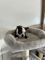 Chester, a male Boston Terrier for sale in Milan, MI – Photo 6 of 10