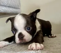 Chester, a male Boston Terrier for sale in Milan, MI – Photo 1 of 10