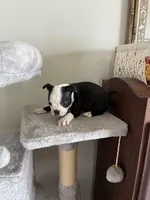 Chester, a male Boston Terrier for sale in Milan, MI – Photo 7 of 10