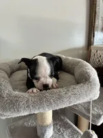 Chester, a male Boston Terrier for sale in Milan, MI – Photo 5 of 10