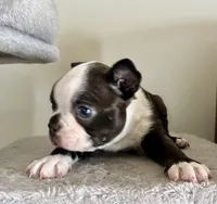 Chester, a male Boston Terrier for sale in Milan, MI – Photo 3 of 10