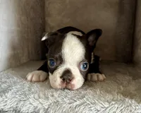 Chester, a male Boston Terrier for sale in Milan, MI – Photo 4 of 10