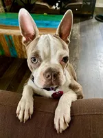 Opal, a female Boston Terrier for sale in Milan, MI – 3 of 3