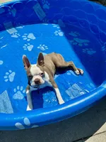 Opal, a female Boston Terrier for sale in Milan, MI – 2 of 3