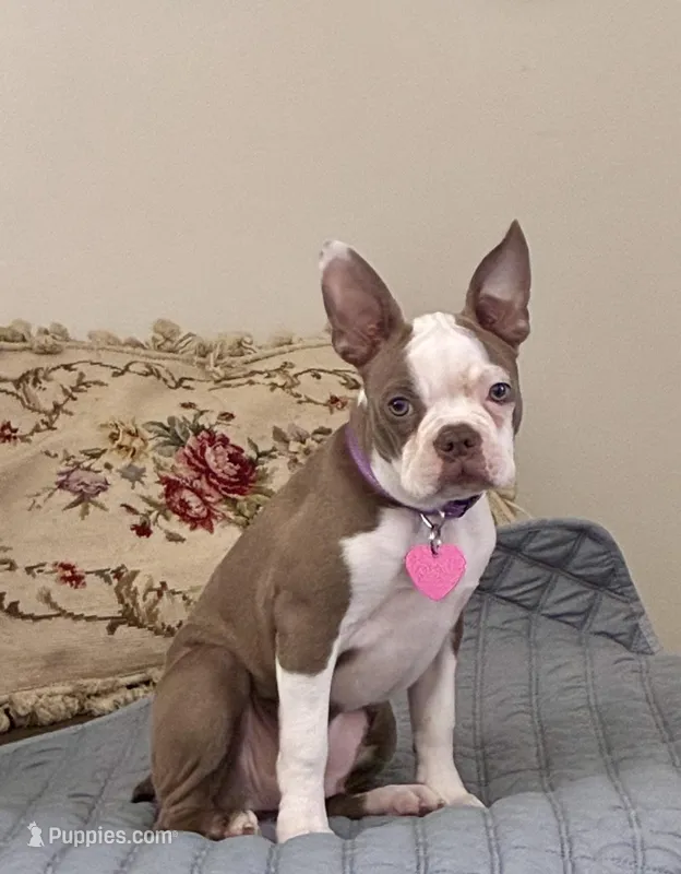 Opal – Boston Terrier puppy for sale in Milan, MI