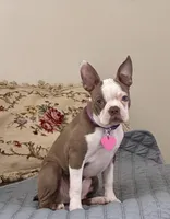 Opal, a female Boston Terrier for sale in Milan, MI – 1 of 3