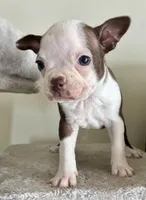 Muffin, a female Boston Terrier for sale in Milan, MI – Photo 2 of 8