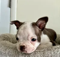 Muffin, a female Boston Terrier for sale in Milan, MI – Photo 7 of 8