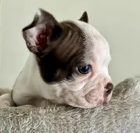 Muffin, a female Boston Terrier for sale in Milan, MI – Photo 1 of 8