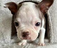 Muffin, a female Boston Terrier for sale in Milan, MI – Photo 3 of 8