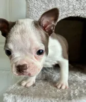 Muffin, a female Boston Terrier for sale in Milan, MI – Photo 8 of 8