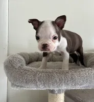 Muffin, a female Boston Terrier for sale in Milan, MI – Photo 6 of 8