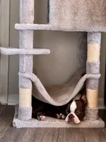 Theo, a male Boston Terrier for sale in Milan, MI – 3 of 3