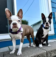 Theo, a male Boston Terrier for sale in Milan, MI – 2 of 3