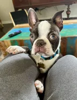 Theo, a male Boston Terrier for sale in Milan, MI – 1 of 3