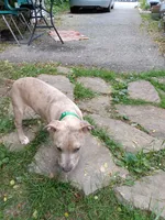 Draco, a male American Pit Bull Terrier for sale in London, KY – 2 of 3