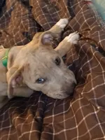 Draco, a male American Pit Bull Terrier for sale in London, KY – 3 of 3