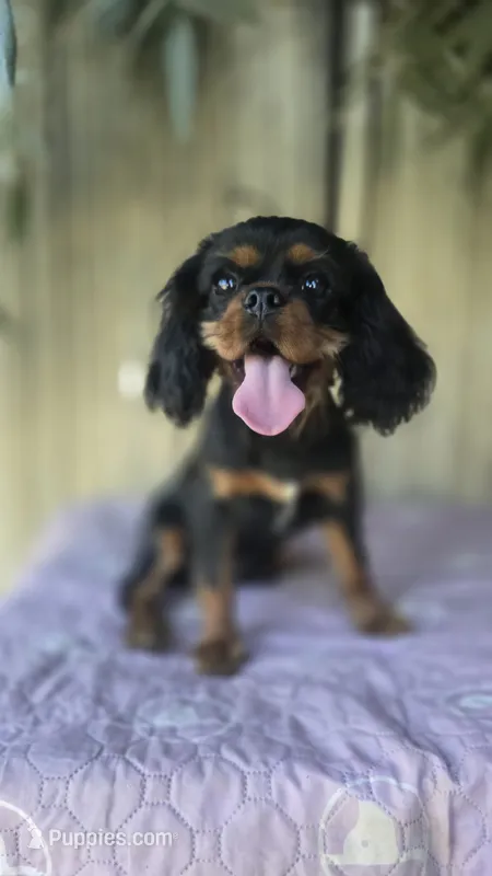 Black and Tan Girl #2 – Cavalier King Charles Spaniel puppy for sale in Livermore, CA