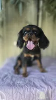 Black and Tan Girl #2, a female Cavalier King Charles Spaniel for sale in Livermore, CA – 1 of 1