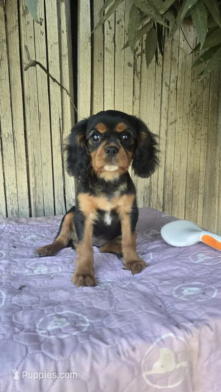 Black and Tan Girl #1 – Cavalier King Charles Spaniel puppy for sale in Livermore, CA
