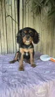 Black and Tan Girl #1, a female Cavalier King Charles Spaniel for sale in Livermore, CA – 1 of 1