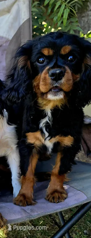 Black and Tan Boy #1 – Cavalier King Charles Spaniel puppy on hold in Livermore, CA