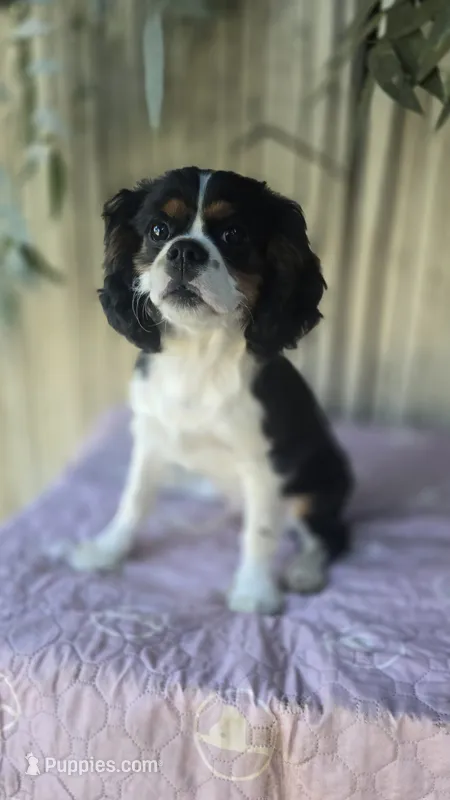 Tricolor Boy #1  – Cavalier King Charles Spaniel puppy for sale in Livermore, CA