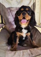 Black and Tan Boy #2 , a male Cavalier King Charles Spaniel for sale in Livermore, CA – 2 of 3