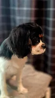 Tricolor Boy #1 , a male Cavalier King Charles Spaniel for sale in Livermore, CA – 4 of 5