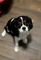 Tricolor Boy #1 , a male Cavalier King Charles Spaniel for sale in Livermore, CA – 5 of 5