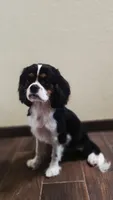 Tricolor Boy #1 , a male Cavalier King Charles Spaniel for sale in Livermore, CA – 2 of 5