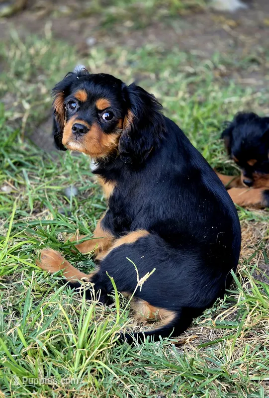 Black and Tan Boy #2  – Cavalier King Charles Spaniel puppy for sale in Livermore, CA